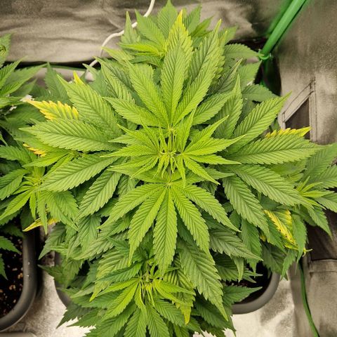 F3 OG Kush growlog timeline photo