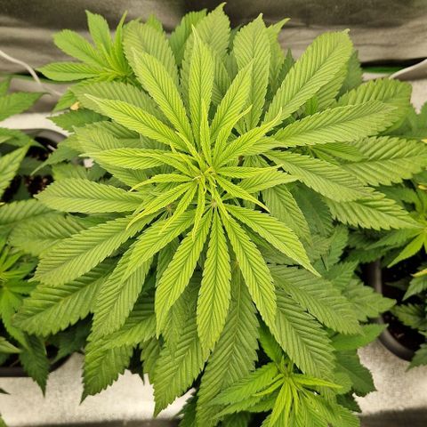 F3 Tropicanna Cookies growlog timeline photo