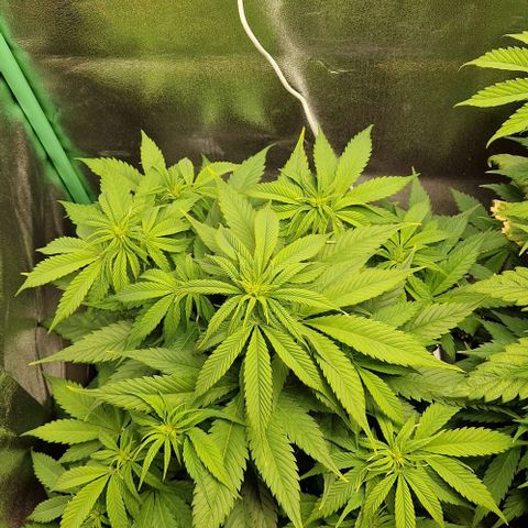 F3 Wedding Cake growlog timeline photo