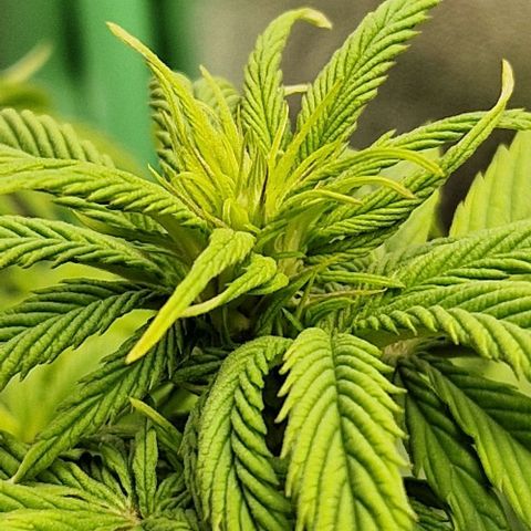 F3 Wedding Cake growlog timeline photo
