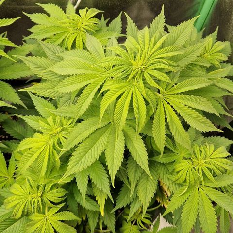 F3 OG Kush growlog timeline photo