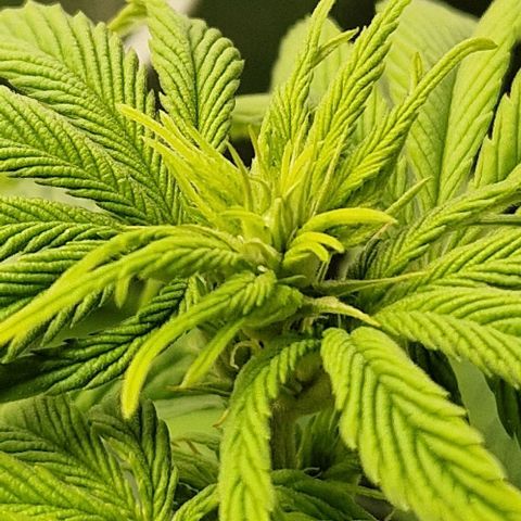 F3 OG Kush growlog timeline photo
