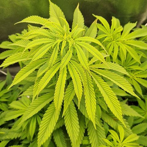 F3 Tropicanna Cookies growlog timeline photo
