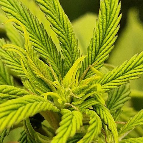 F3 Tropicanna Cookies growlog timeline photo