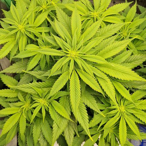 F3 Wedding Cake growlog timeline photo