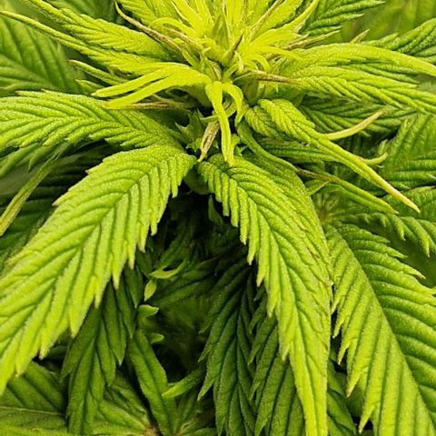 F3 Wedding Cake growlog timeline photo