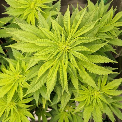 F3 OG Kush growlog timeline photo