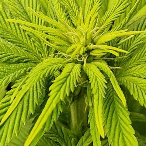 F3 OG Kush growlog timeline photo