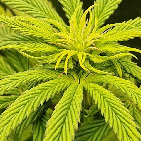 F3 Tropicanna Cookies growlog timeline photo