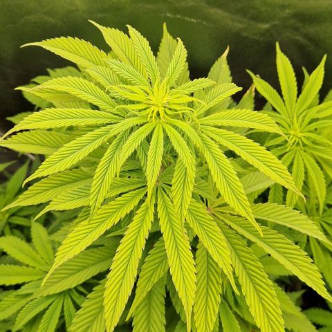 F3 Tropicanna Cookies growlog timeline photo