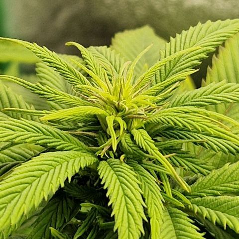F3 Wedding Cake growlog timeline photo
