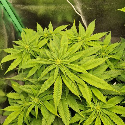 F3 Wedding Cake growlog timeline photo