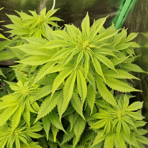 F3 OG Kush growlog timeline photo