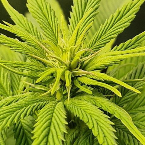 F3 OG Kush growlog timeline photo