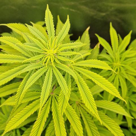 F3 Tropicanna Cookies growlog timeline photo
