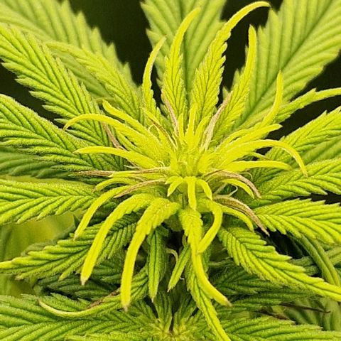 F3 Tropicanna Cookies growlog timeline photo
