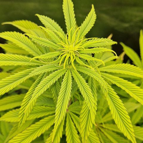 F3 Tropicanna Cookies growlog timeline photo
