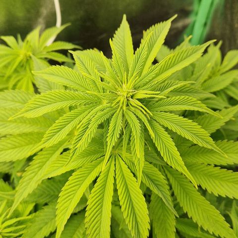 F3 OG Kush growlog timeline photo
