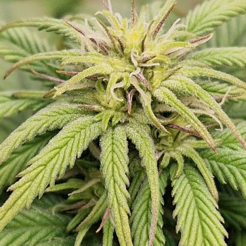 F3 Wedding Cake growlog timeline photo