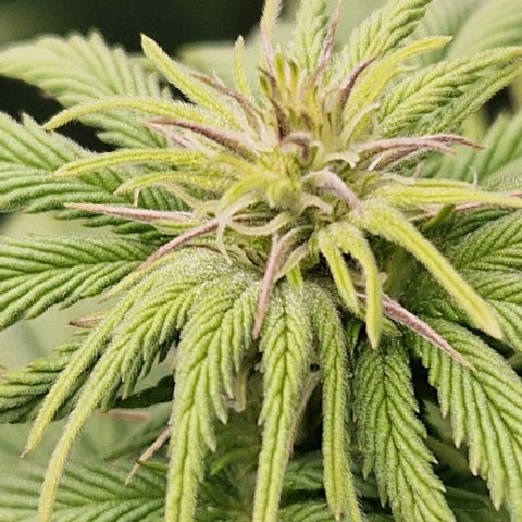 F3 OG Kush growlog timeline photo