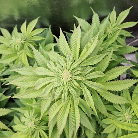 F3 OG Kush growlog timeline photo