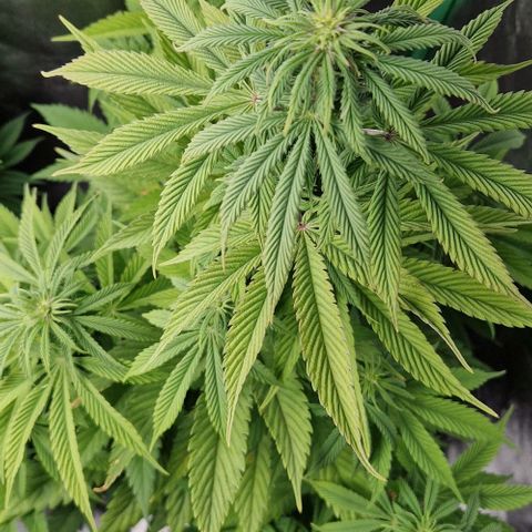 F3 Tropicanna Cookies growlog timeline photo