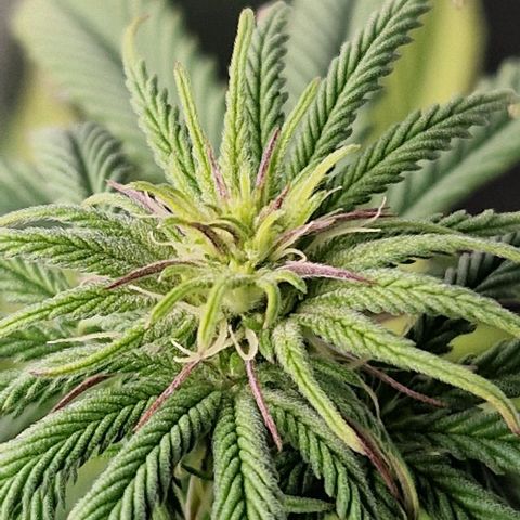 F3 Tropicanna Cookies growlog timeline photo