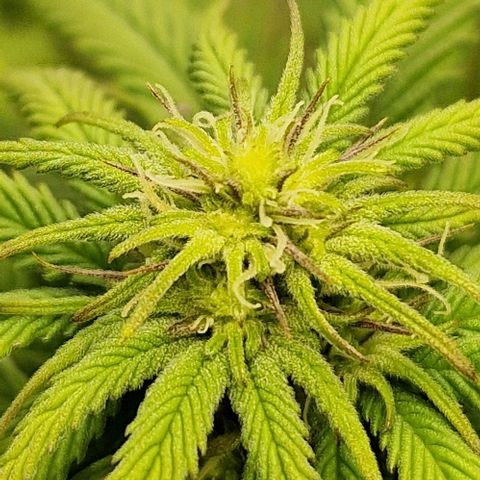 F3 Wedding Cake growlog timeline photo