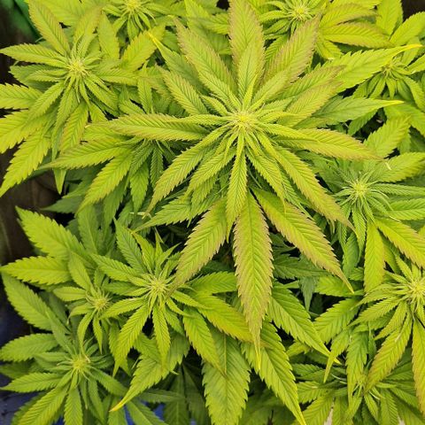 F3 Wedding Cake growlog timeline photo