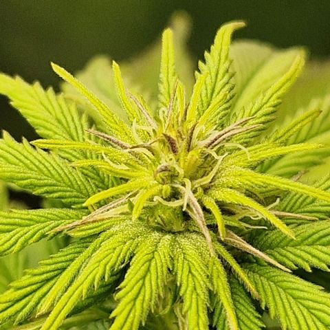 F3 OG Kush growlog timeline photo
