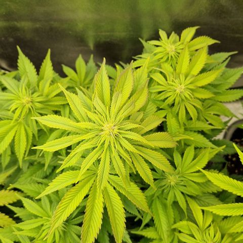 F3 OG Kush growlog timeline photo
