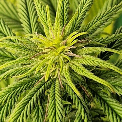 F3 Tropicanna Cookies growlog timeline photo