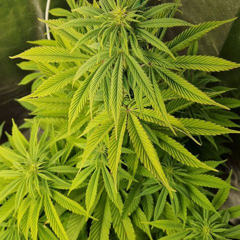 F3 Tropicanna Cookies growlog timeline photo