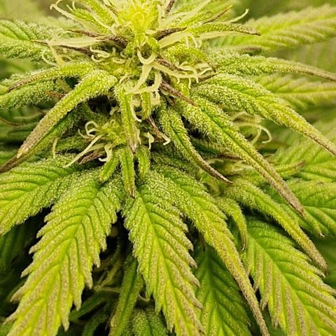 F3 Wedding Cake growlog timeline photo