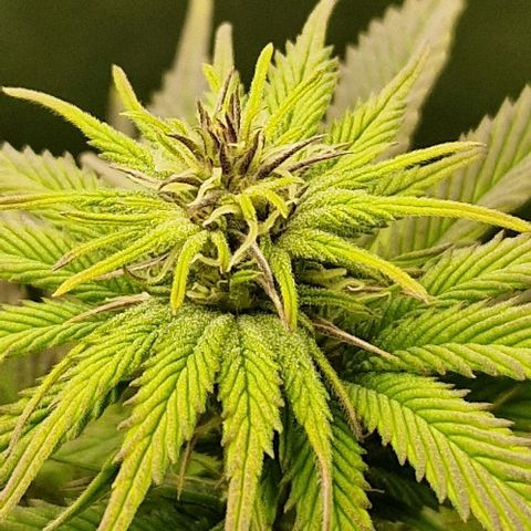F3 OG Kush growlog timeline photo