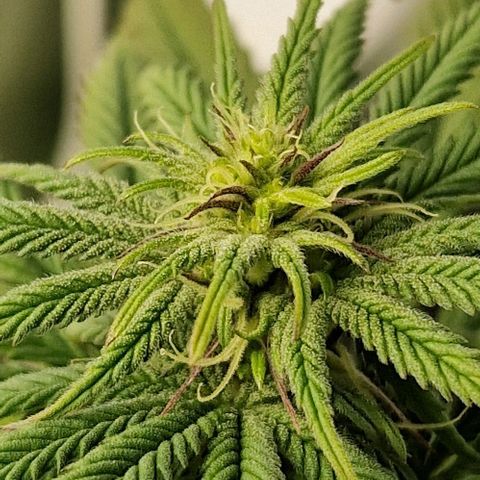 F3 Tropicanna Cookies growlog timeline photo