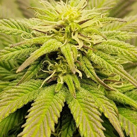 F3 Wedding Cake growlog timeline photo