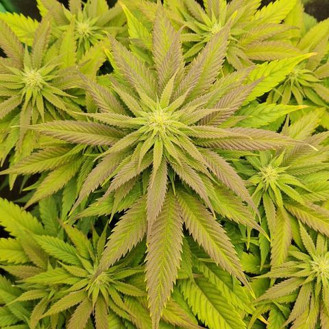 F3 Wedding Cake growlog timeline photo