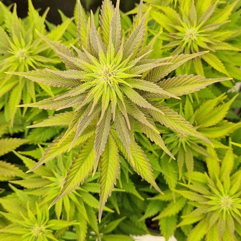 F3 OG Kush growlog timeline photo