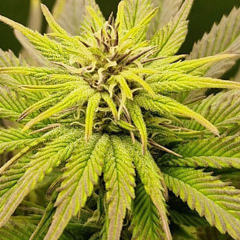 F3 OG Kush growlog timeline photo
