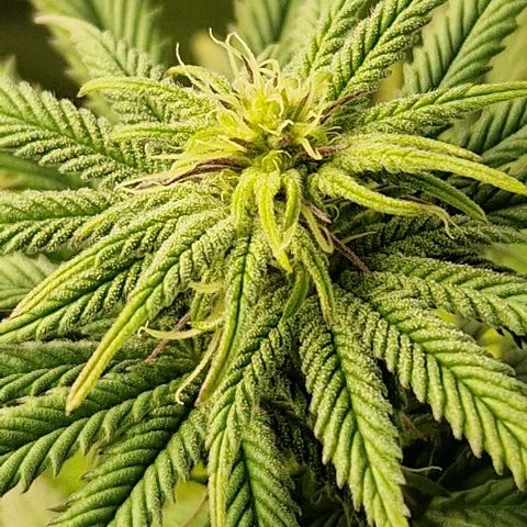 F3 Tropicanna Cookies growlog timeline photo