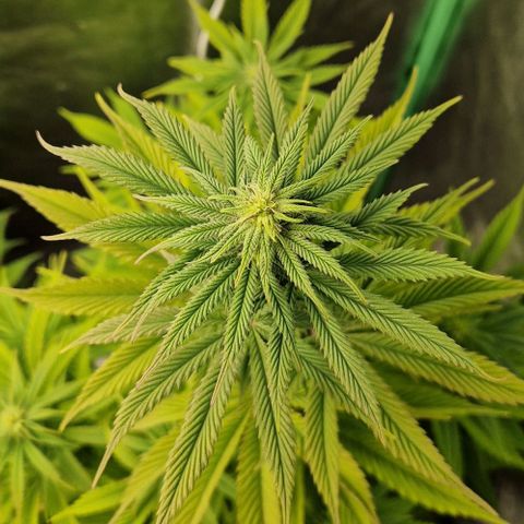 F3 Tropicanna Cookies growlog timeline photo