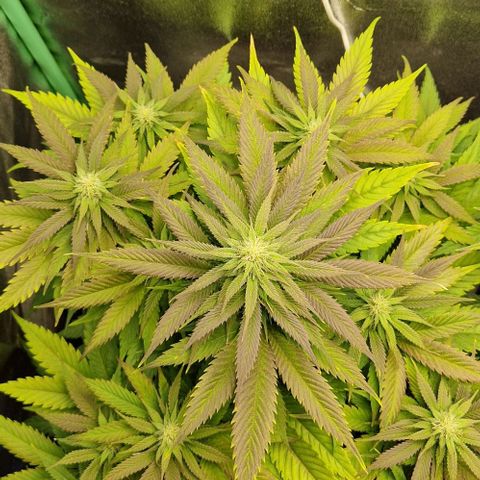 F3 Wedding Cake growlog timeline photo