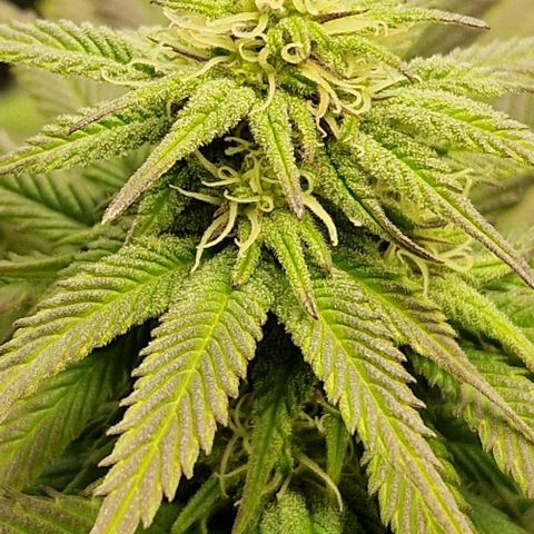 F3 Wedding Cake growlog timeline photo