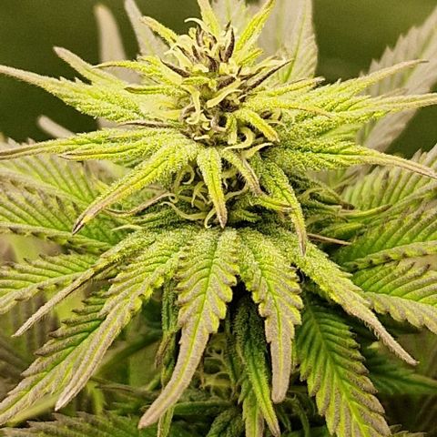 F3 OG Kush growlog timeline photo