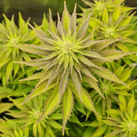 F3 OG Kush growlog timeline photo