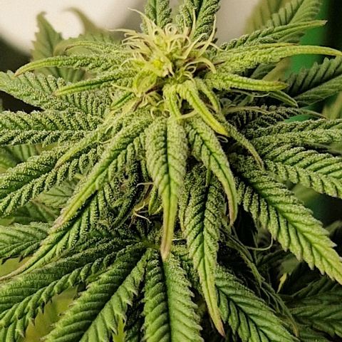F3 Tropicanna Cookies growlog timeline photo