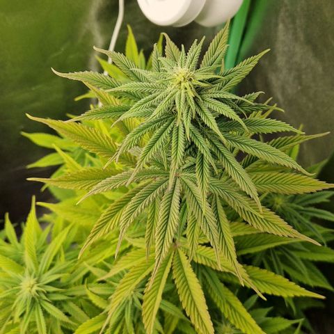 F3 Tropicanna Cookies growlog timeline photo