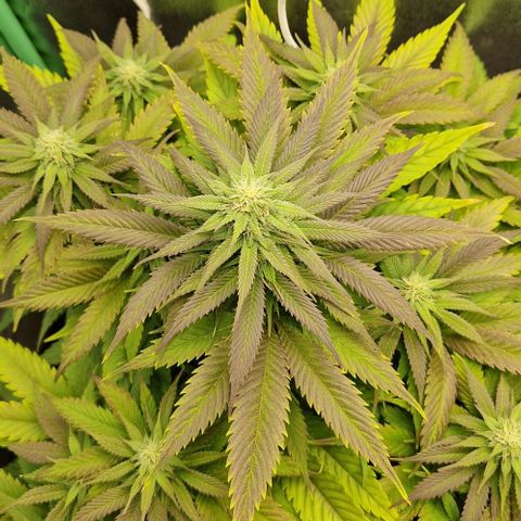 F3 Wedding Cake growlog timeline photo