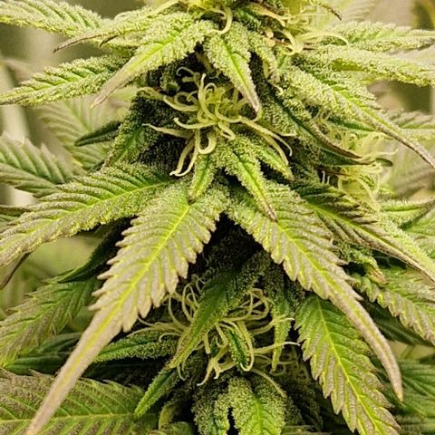 F3 Wedding Cake growlog timeline photo